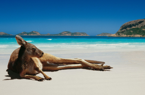 Kangourou sur la plage